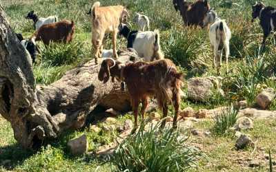 Z Pafos do wąwozu Avakas Kanyon [33]