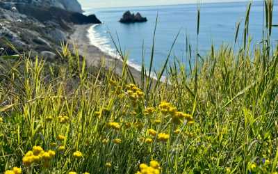 Wycieczka na plażę Skała Afrodyty [35] z Pafos